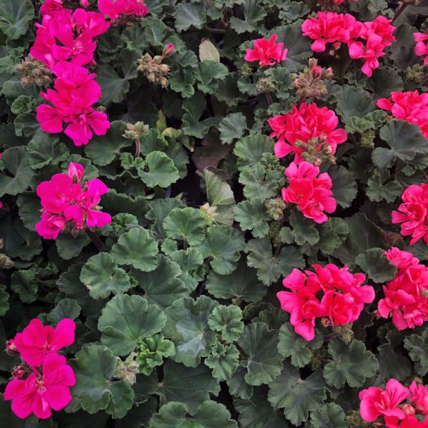 Bloeiende roze geraniums