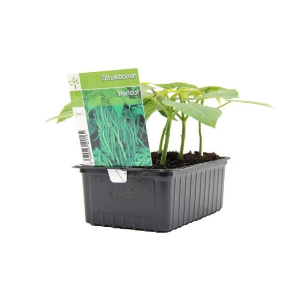 Struikboon, Prinsessenboon, Sperzieboon  - 6 plantjes