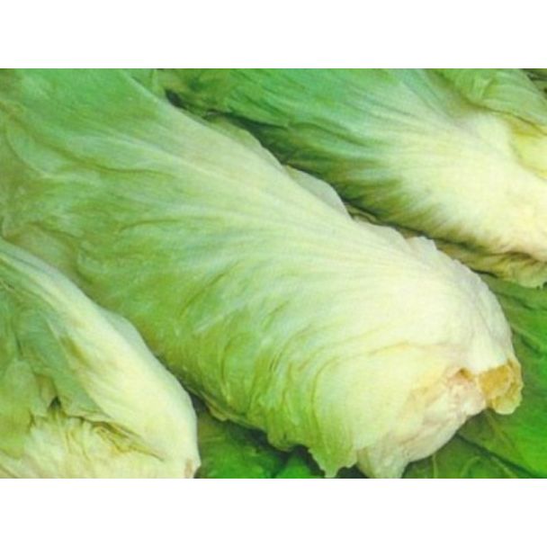 Groenlof of suikerbrood