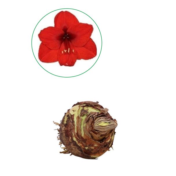 Amaryllis (rood) bloembol - rood Hippeastrum