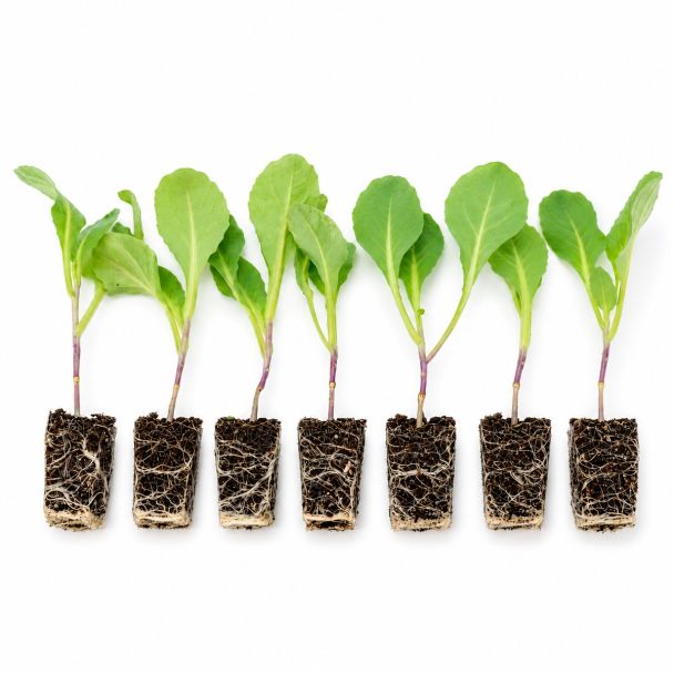 Witte kool - 6 plantjes