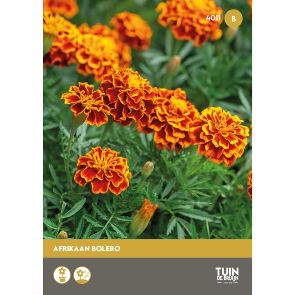 Afrikaan Bolero zaden