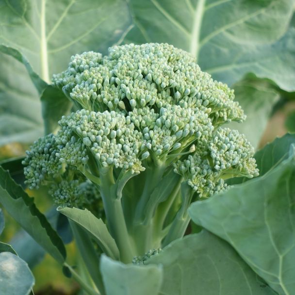 Mooie broccoli uit de zaden van Tuin de Bruijn