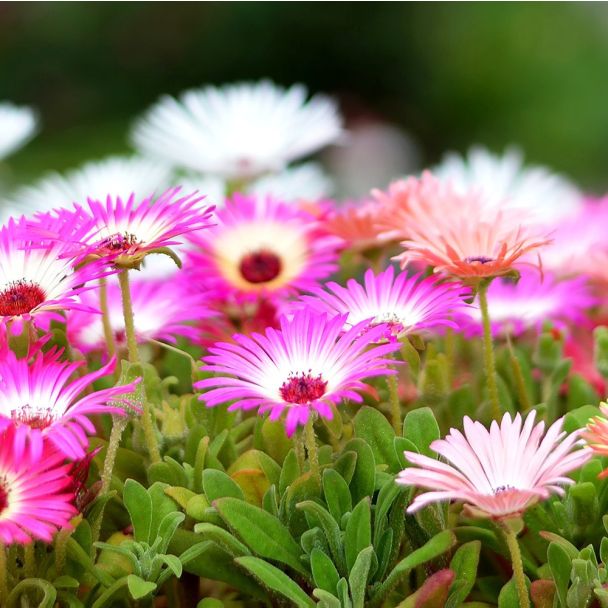 IJsbloemen