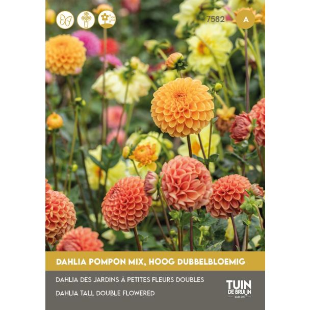 Dahlia Pompon mix