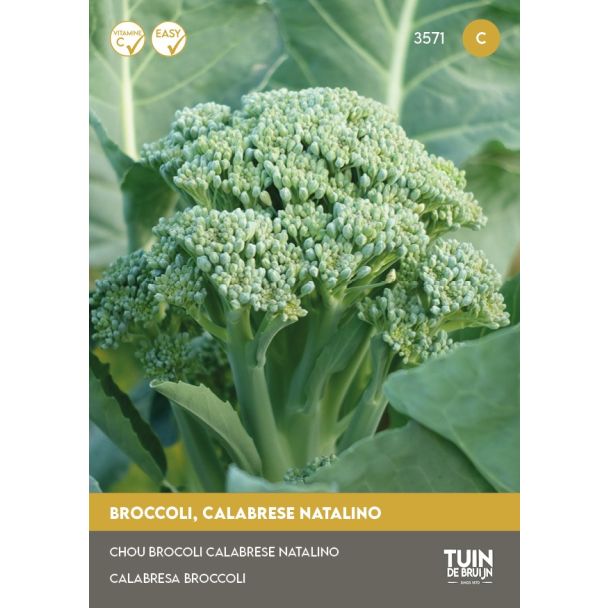 Broccolizaden kopen
