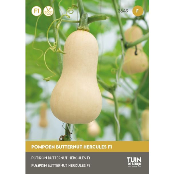Pompoen Butternut zaden 