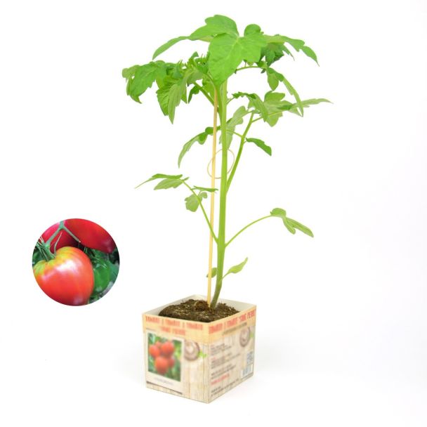 Tomatenplant Belamor