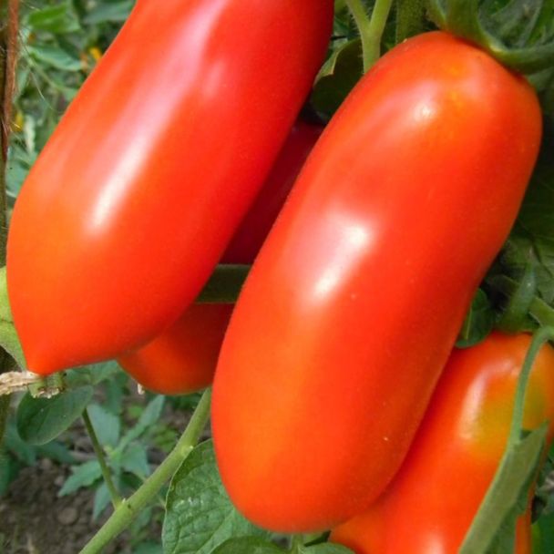 Langwerpige San Marzano tomaten van de planten van moestuinenbloem.nl