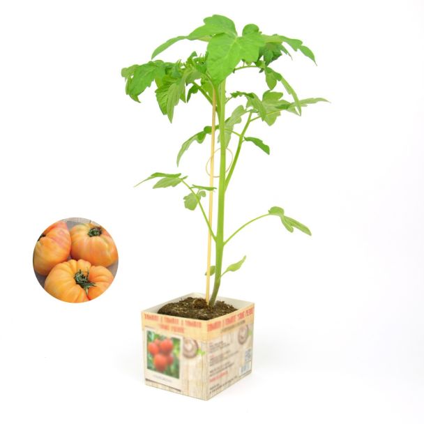 Tomatenplant Ananas