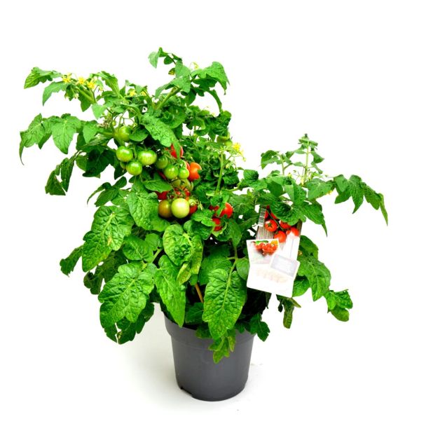Cherrytomaten aan plant