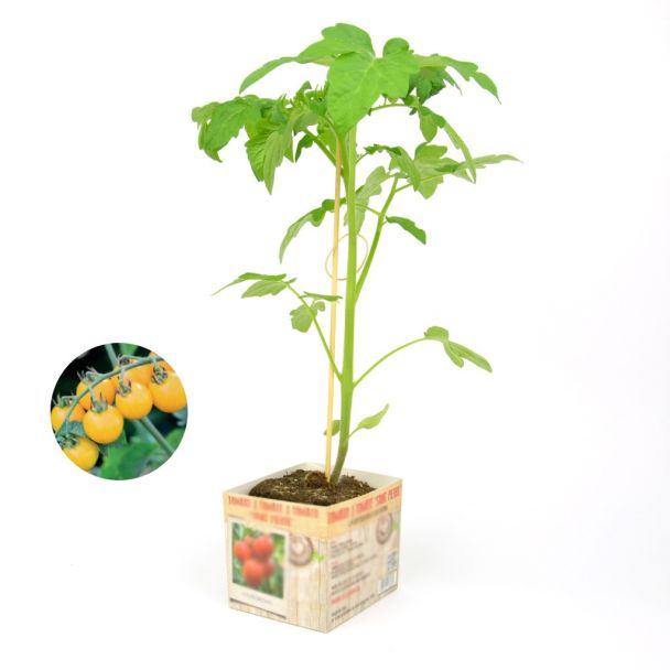 Tomatenplant Gold Nugget