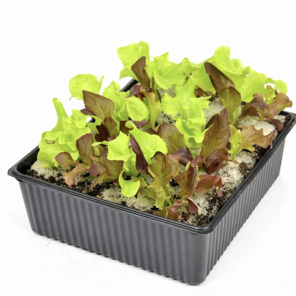 trio-sla van moestuinenbloem.nl