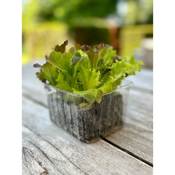 Trio sla is een mix van 3 verschillende soorten sla. Lekker variëren met sla uit eigen tuin.