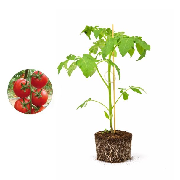 tomatenplant
