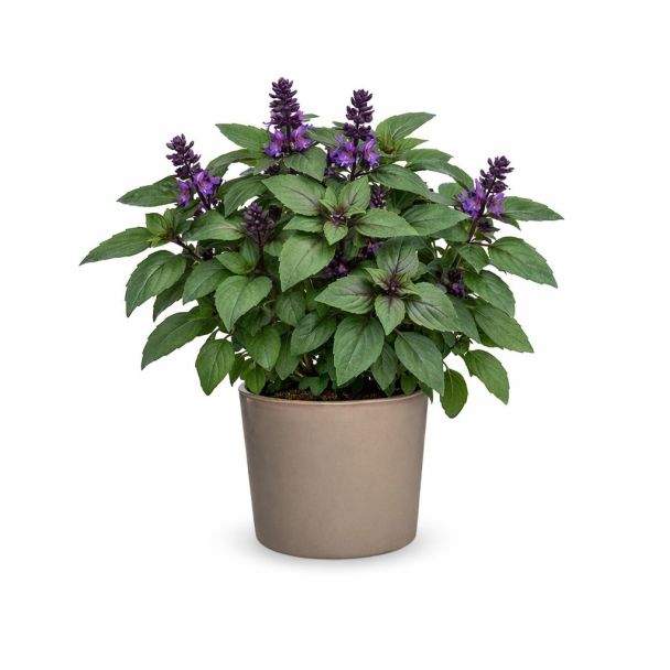 Tuinbasilicum Magic Blue