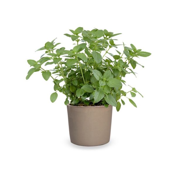 Basilicum - Tuinbasilicum Magic White in pot (Ø13cm)