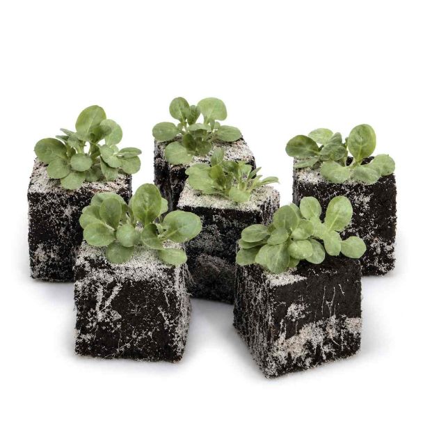 Veldsla per 6 plantjes bij moestuinenbloem.nl
