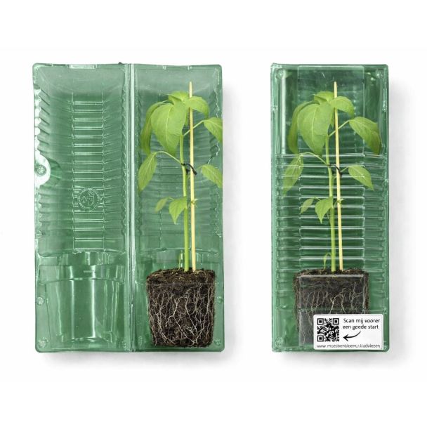 Verzenden van een aubergineplant doen we zo.