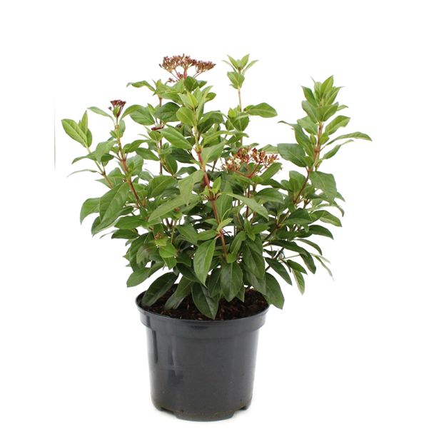 Sneeuwbal - Viburnum tinus 'Eve Price'  - potmaat Ø21cm - 40-45cm hoog