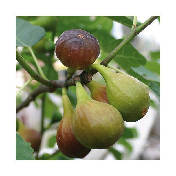 Vijgen aan de vijgenboom Brown Turkey van moestuinenbloem.nl