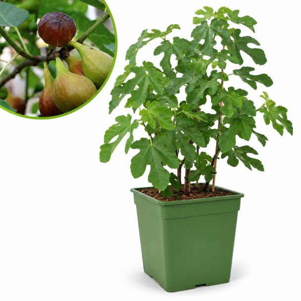 Vijgenplant - vijgenboom - Brown Turkey