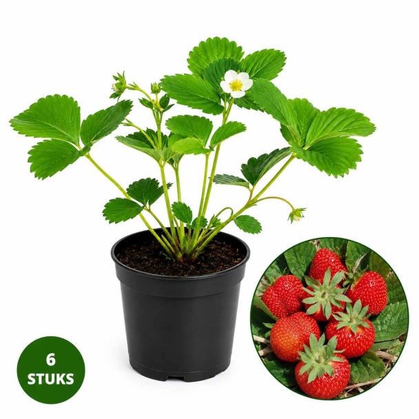 Vima Lima aardbeien per 6 plantjes bij moestuinenbloem.nl