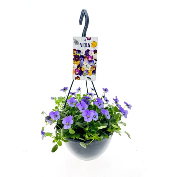 Viooltjes mix in hangpot