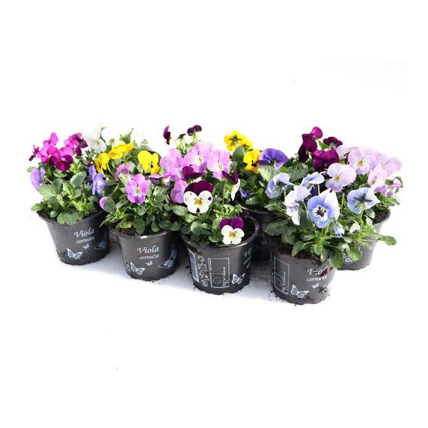Volle veilingtray viooltjes