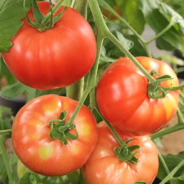 Tomaten van de dubbel geënte tomatenplanten van moestuinenbloem.nl 