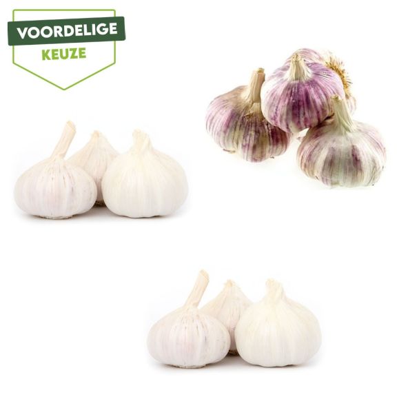 Voordelige plantknoflook mix
