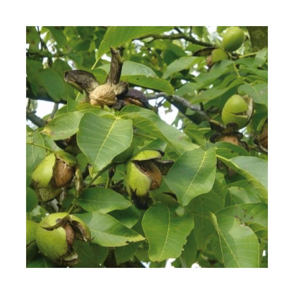 Walnoot (onveredeld) Juglans Regia ca. 65cm hoog
