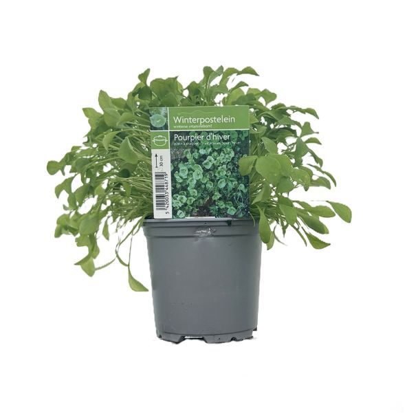 Winterpostelein - plant