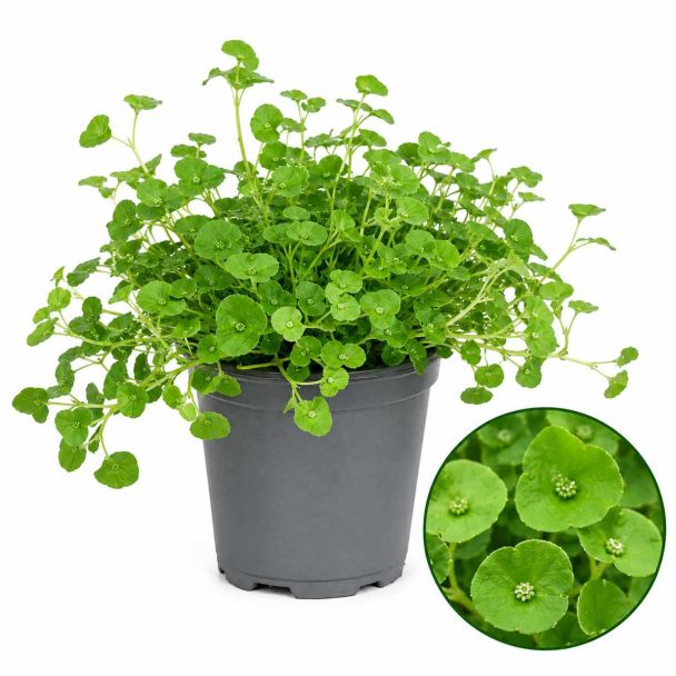 Winterpostelein, superfood vol vitamine C
