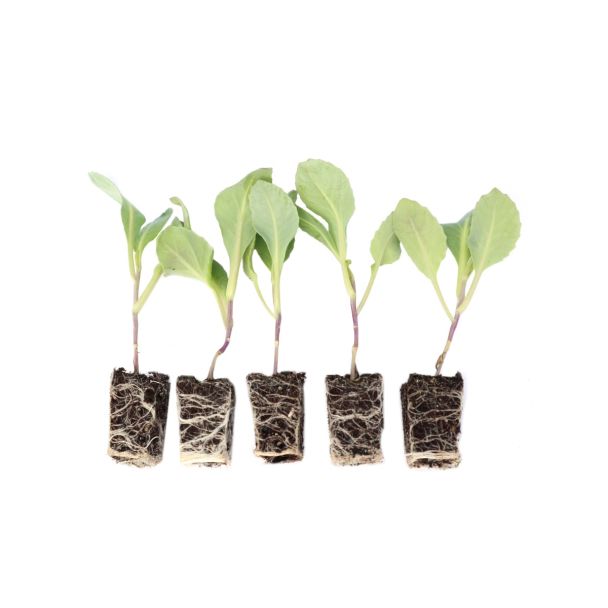 Jonge witte kool plantjes