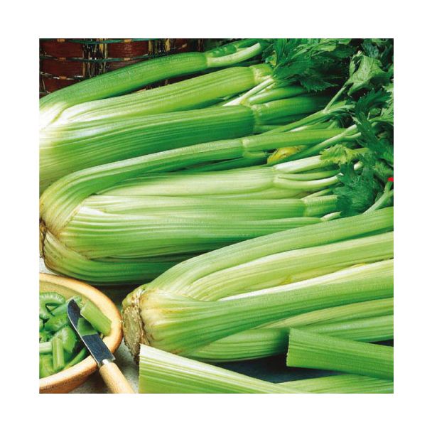 selderplanten na de oogst