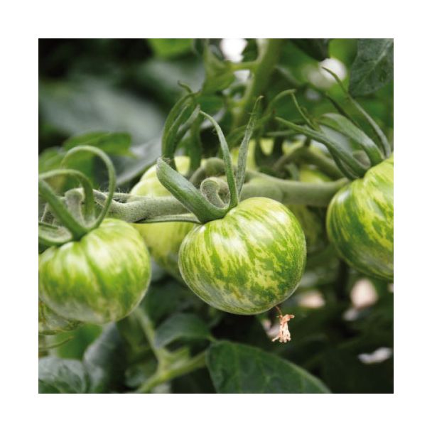 Tomaten Green Zebra
