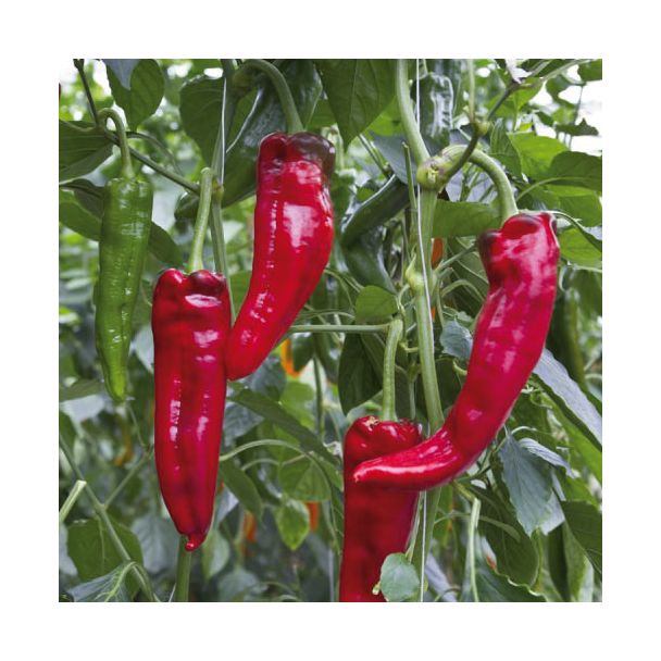 Zoete punt paprika