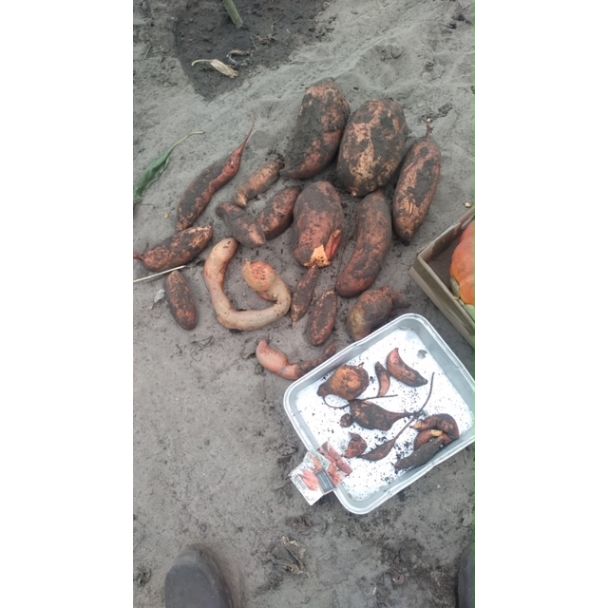 zoete aardappel oogst