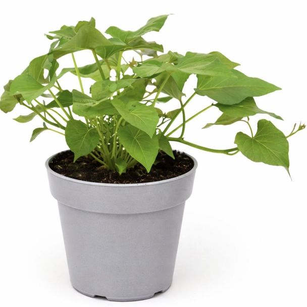 Erato Violet - zoete aardappel