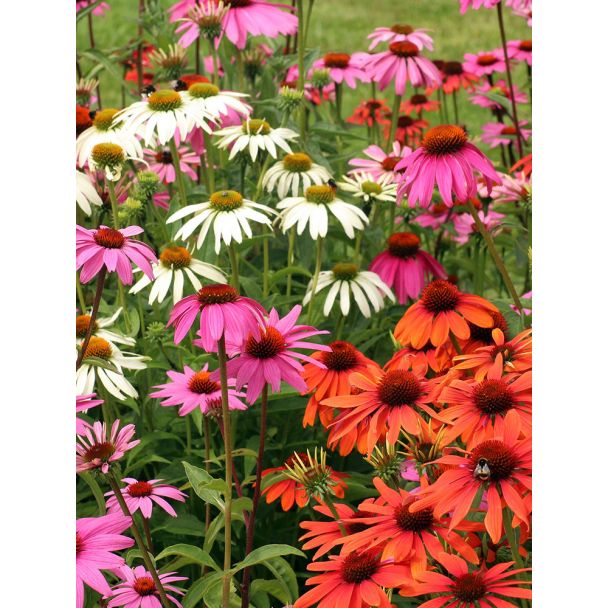 Zonnehoed - 2 stuks - Echinacea Purpurea