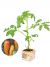 Tomatenplant Andine Cornue