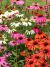 Zonnehoed - 2 stuks - Echinacea Purpurea 'Fatal Attraction'