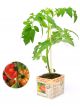 Tomatenplant Coeur de Boeuf