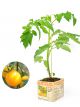Gele tomatenplant