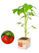 Tomatenplant Pyros