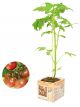 Tomatenplant Noir de Crimée