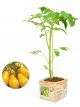 Tomatenplant Yellow pear
