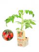 Italiaanse tomaat geënte plant