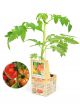 Coeur de Boeuf tomaat geënte plant